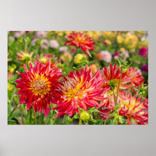 USA, Washington. Dahlienblumen im Garten Poster