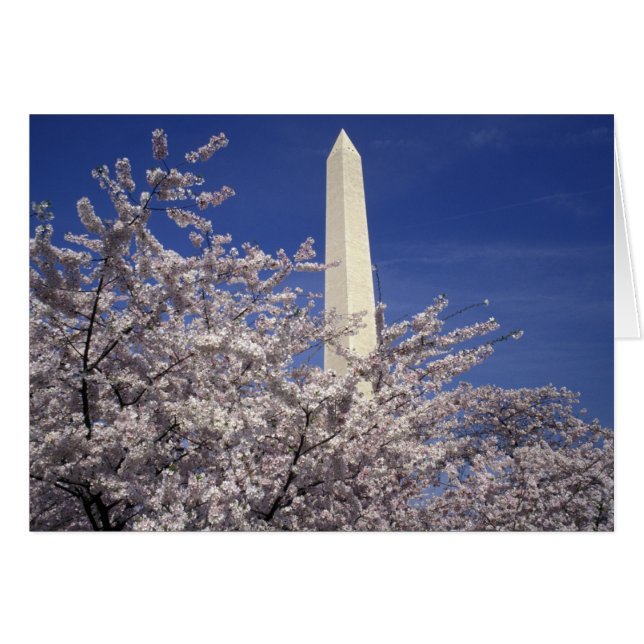 USA, Washington DC. Cherry Blossom Festival und (Vorderseite (Horizontal))