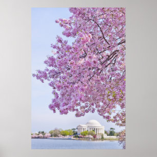 USA, Washington DC, Cherry tree in bloom Poster