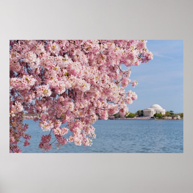 USA, Washington DC, Cherry Tree Poster (Vorne)
