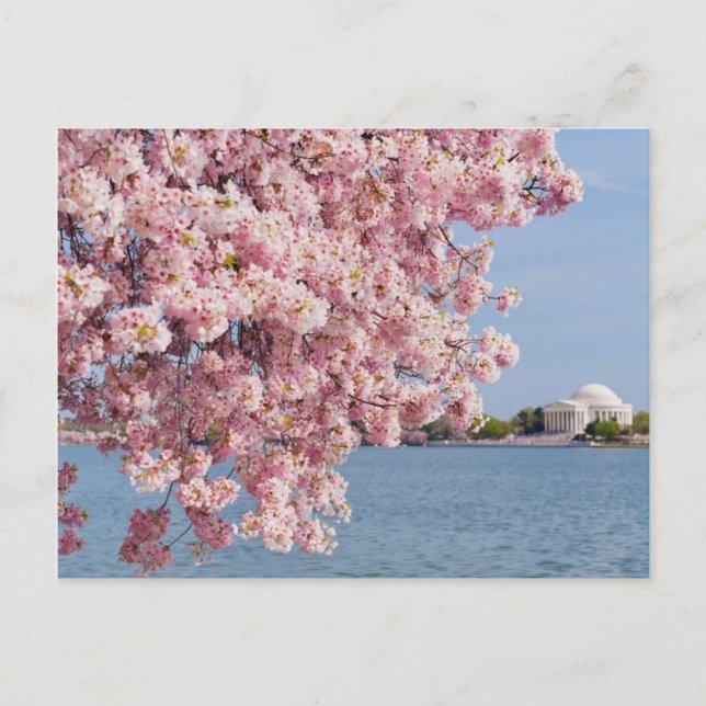 USA, Washington DC, Cherry Tree Postkarte (Vorderseite)