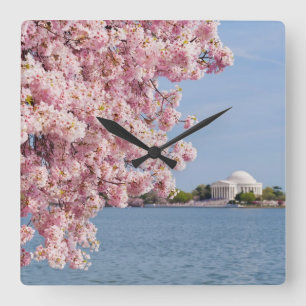 USA, Washington DC, Cherry tree Quadratische Wanduhr