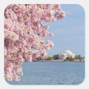 USA, Washington DC, Cherry Tree Quadratischer Aufkleber