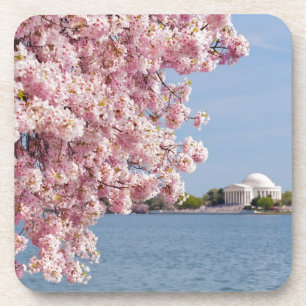 USA, Washington DC, Kirschbaum Getränkeuntersetzer