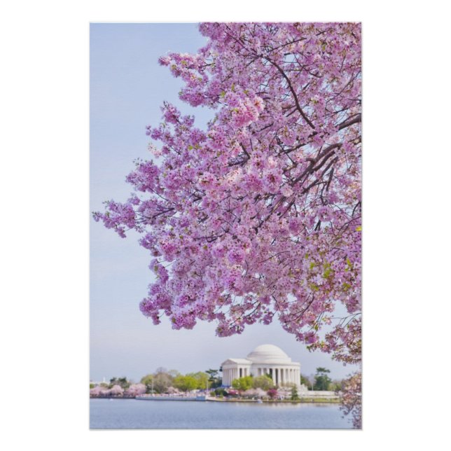 USA, Washington DC, Kirschbaum in Blüte Poster (Vorderseite)