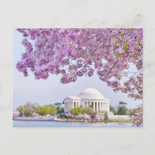 USA, Washington DC, Kirschbaum in Blüte Postkarte (Vorderseite)