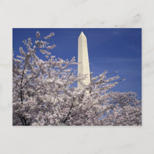 USA, Washington DC. Kirschblüten-Festival und Postkarte