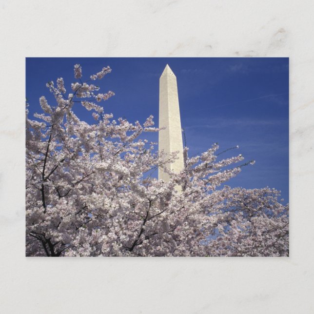 USA, Washington DC. Kirschblüten-Festival und Postkarte (Vorderseite)