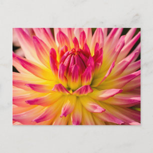 USA, Washington. Detail der Dahlia-Blume Postkarte