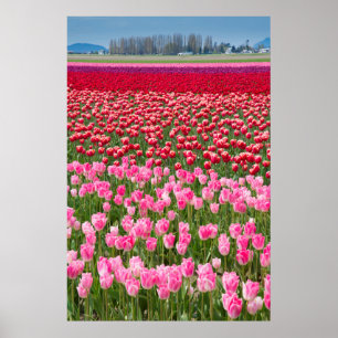 USA, Washington. Feld der mehrfarbigen Tulpen Poster