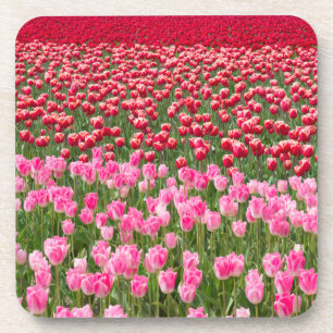 USA, Washington. Feld mit mehrfarbigen Tulpen Getränkeuntersetzer