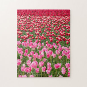 USA, Washington. Feld mit mehrfarbigen Tulpen Puzzle