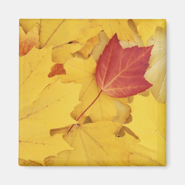 USA, Washington, Finch Arboretum, Red und Magnet (Vorne)