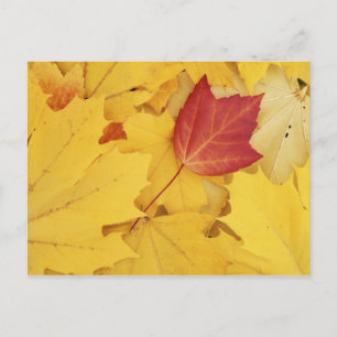 USA, Washington, Finch Arboretum, Red und Postkarte