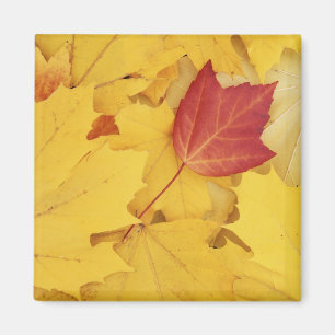 USA, Washington, Finch Arboretum, Rot und Magnet