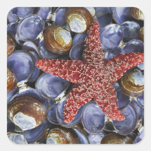 USA, Washington, Hood Canal, Seabeck. Von Nahem Quadratischer Aufkleber