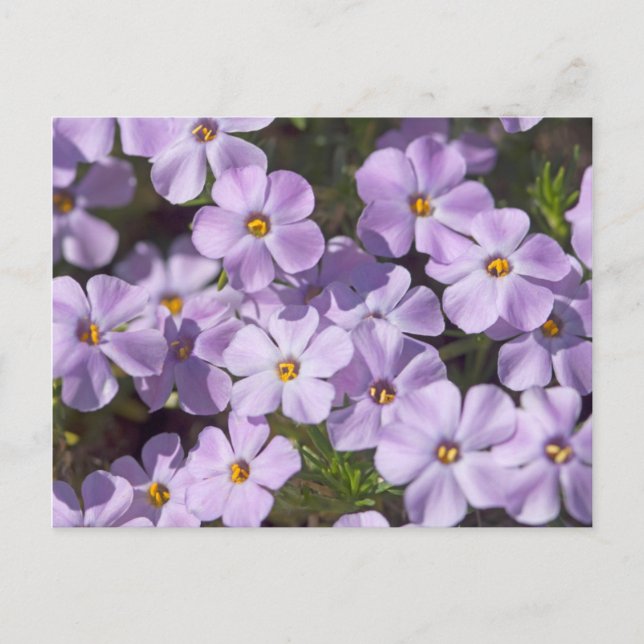 USA, Washington, Kaskadenkette 6 Postkarte (Vorderseite)