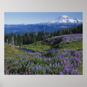 USA, Washington Mt. Adams Wilderness, Meadows Poster