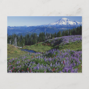 USA, Washington Mt. Adams Wilderness, Meadows Postkarte