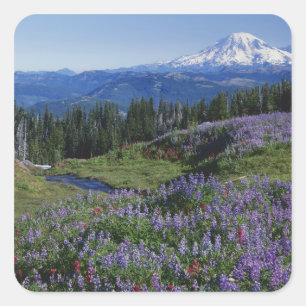 USA, Washington Mt. Adams Wilderness, Wiesen Quadratischer Aufkleber