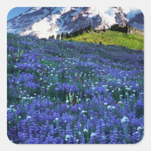 USA, Washington, Mt. Rainier National Park. Berg Quadratischer Aufkleber
