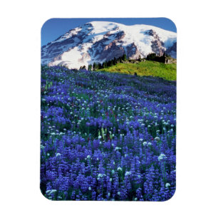 USA, Washington, Mt. Rainier Nationalpark. Berg. Magnet