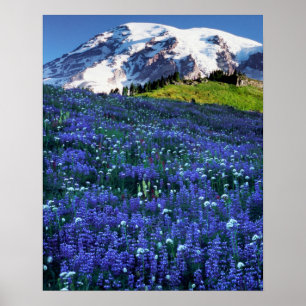 USA, Washington, Mt. Rainier Nationalpark. Mt. Poster
