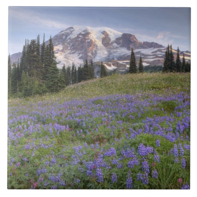 USA, Washington, Mt. Rainier NP, Mt. Rainier und Fliese (Vorderseite)