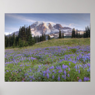 USA, Washington, Mt. Rainier NP, Rainier und Poster