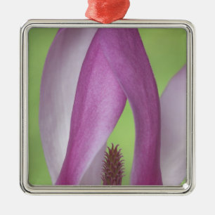 USA, Washington. Nahaufnahme einer Magnolienblüte. Silbernes Ornament