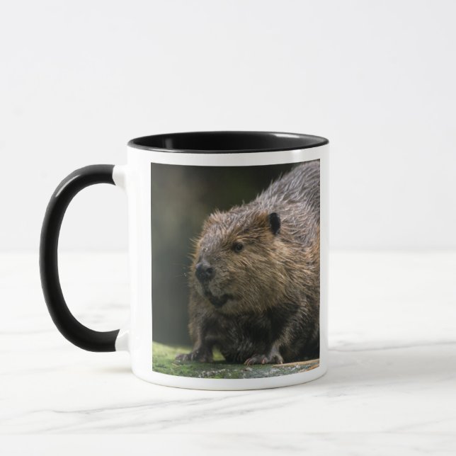 USA, Washington, Nordwest Trek. Biber Tasse (Links)