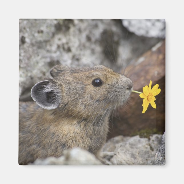 USA, Washington, North Cascades National Park, Magnet (Vorne)