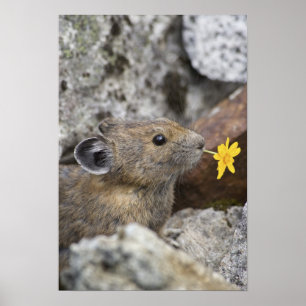 USA, Washington, North Cascades National Park, Poster