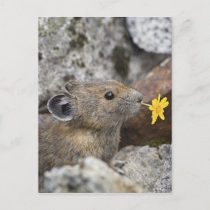 USA, Washington, North Cascades National Park, Postkarte