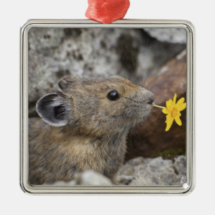 USA, Washington, North Cascades National Park, Silbernes Ornament