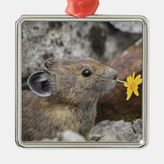 USA, Washington, North Cascades National Park, Silbernes Ornament (Vorne)