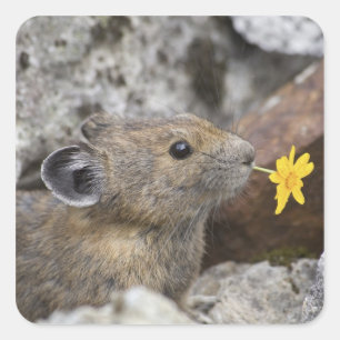 USA, Washington, North Cascades Nationalpark, Quadratischer Aufkleber