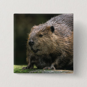 USA, Washington, Northwest Trek. Biber Button