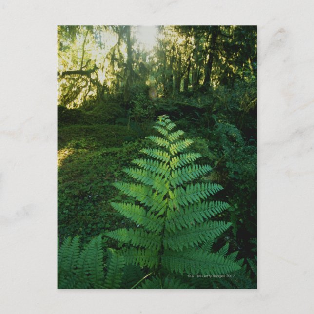 USA, Washington, Olympia National Park, Hoh River Postkarte (Vorderseite)