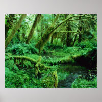 USA, Washington, Olympic Nat. Park, Hoh Rain