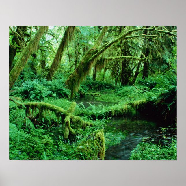 USA, Washington, Olympic Nat. Park, Hoh Rain Poster (Vorne)