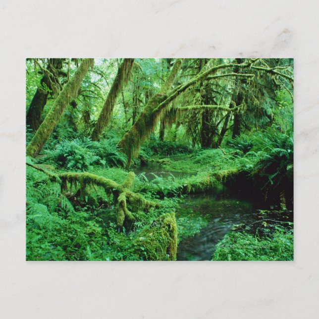 USA, Washington, Olympic Nat. Park, Hoh Rain Postkarte (Vorderseite)