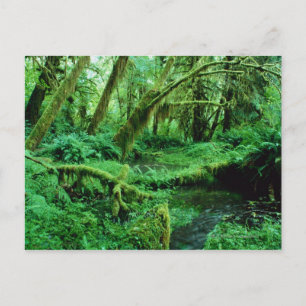 USA, Washington, Olympic Nat. Park, Hoh Rain Postkarte