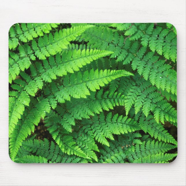 USA, Washington, Olympic National Park, Athyrium Mousepad (Vorne)