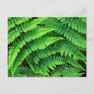 USA, Washington, Olympic National Park, Athyrium Postkarte