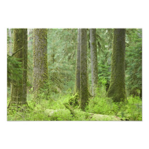 USA, Washington, Olympic National Park, Frühling 3 Fotodruck