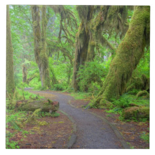USA, Washington, Olympic National Park, Hoh Rain Fliese