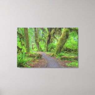 USA, Washington, Olympic National Park, Hoh-Regenw Leinwanddruck