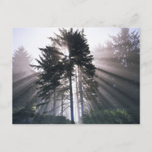 USA, Washington, Olympic National Park, Morning Postkarte