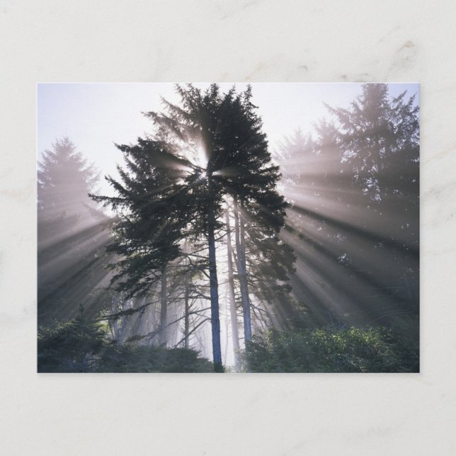 USA, Washington, Olympic National Park, Morning Postkarte (Vorderseite)